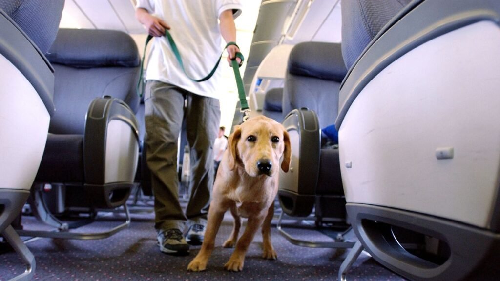 United Airlines Pet Policy Restrictions