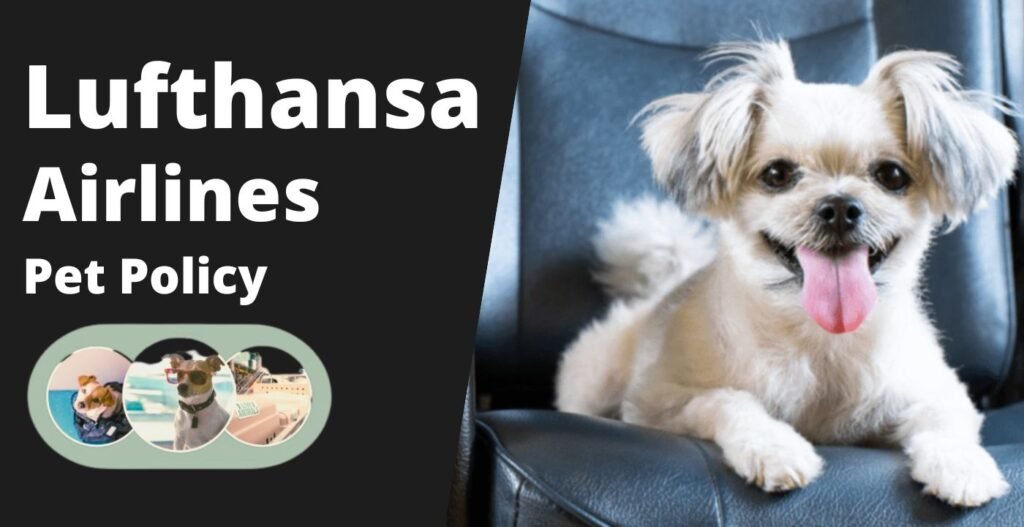 Lufthansa Airline Pet Policy Fly Your Pet Safely with Lufthansa